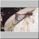 Sympetrum vulgatum - Gemeine Heidelibelle 02.jpg